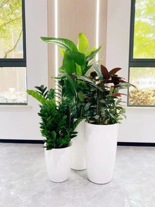 专业花卉租赁，慈溪魅力空间的独特秘诀